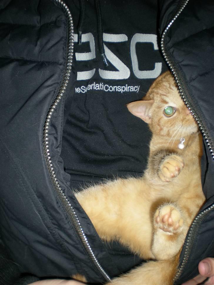 Huskat Bailey billede 8