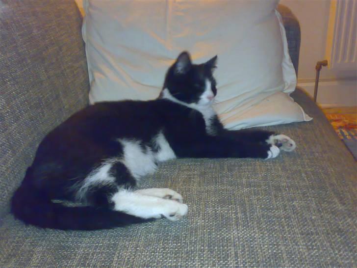 Huskat Olivia billede 4