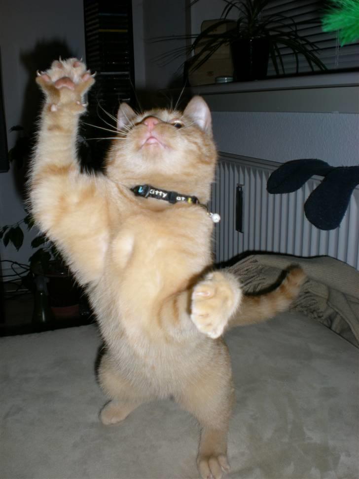 Huskat Bailey billede 9