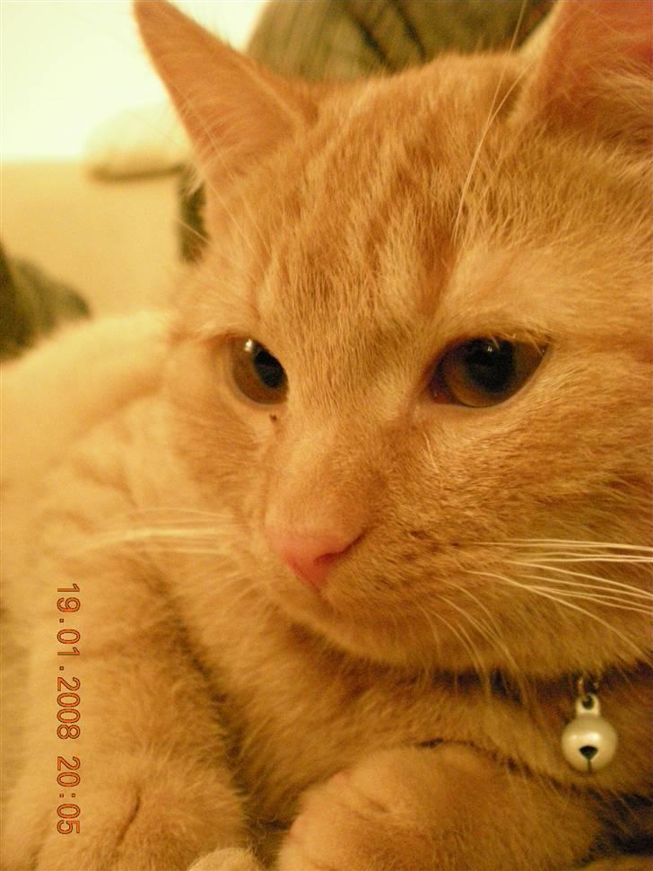 Huskat Bailey billede 10