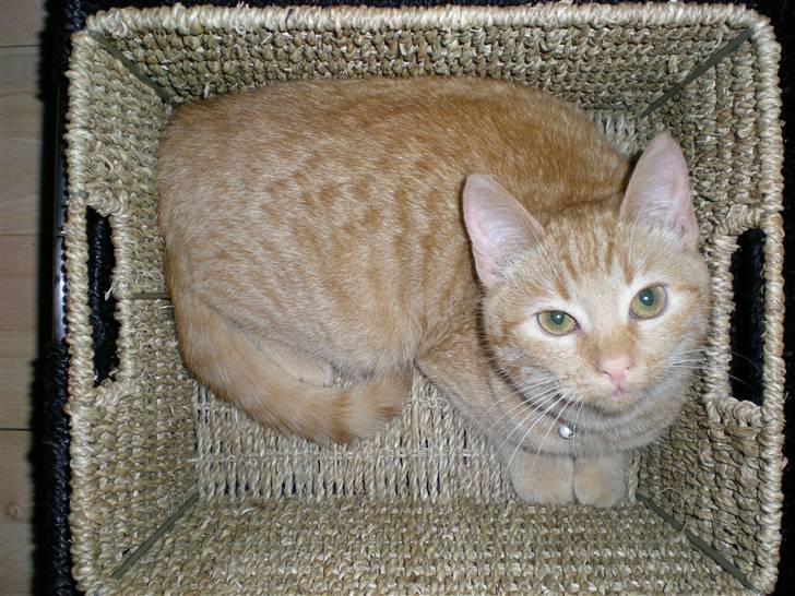 Huskat Bailey billede 11