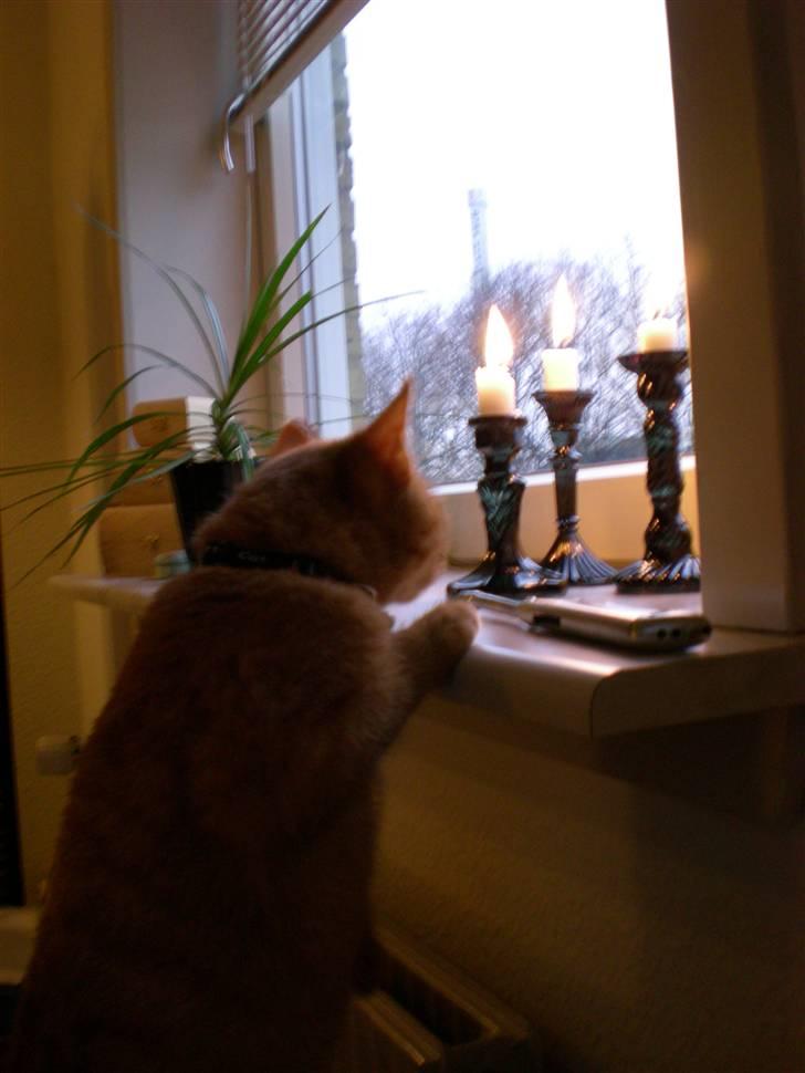 Huskat Bailey billede 12