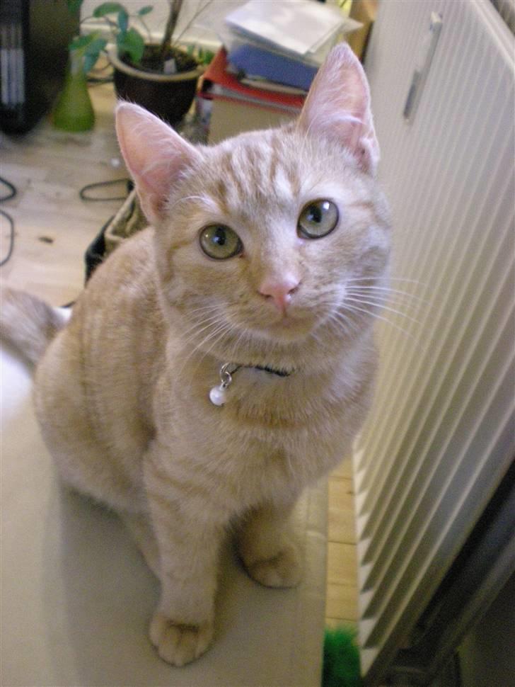 Huskat Bailey billede 13