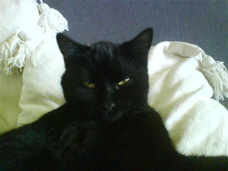 Blanding af racer Kirsten billede 1