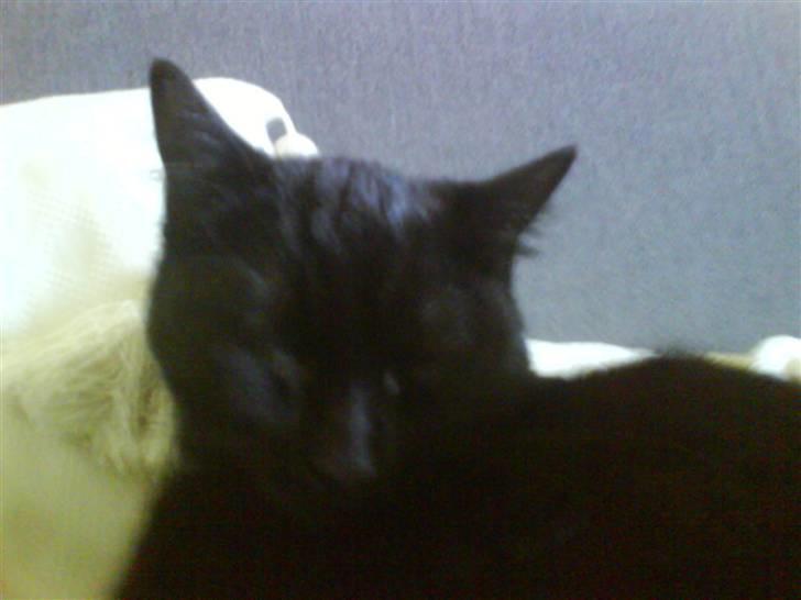 Blanding af racer Kirsten billede 2