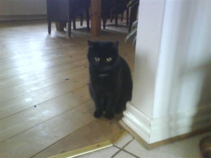 Blanding af racer Kirsten billede 3