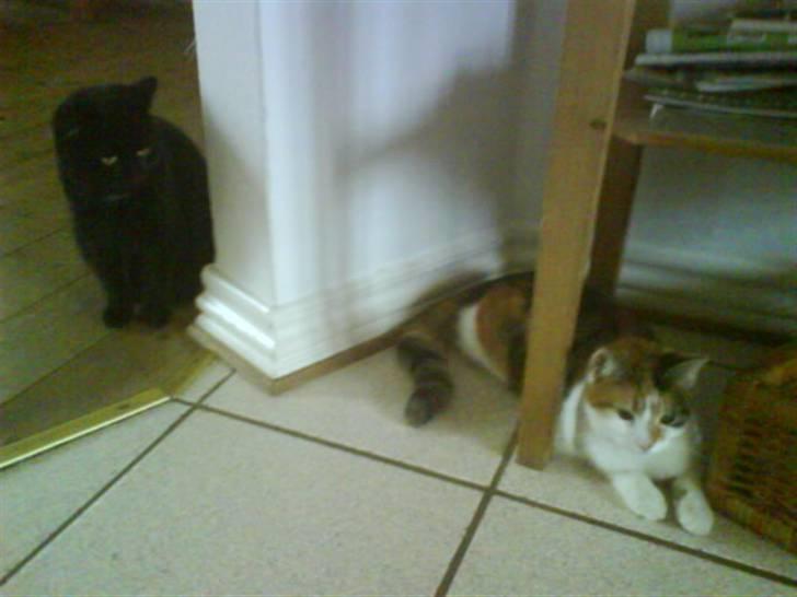 Blanding af racer Kirsten billede 4