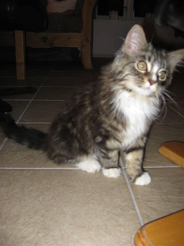 Maine Coon Angel - 8. Februar 2008 billede 12