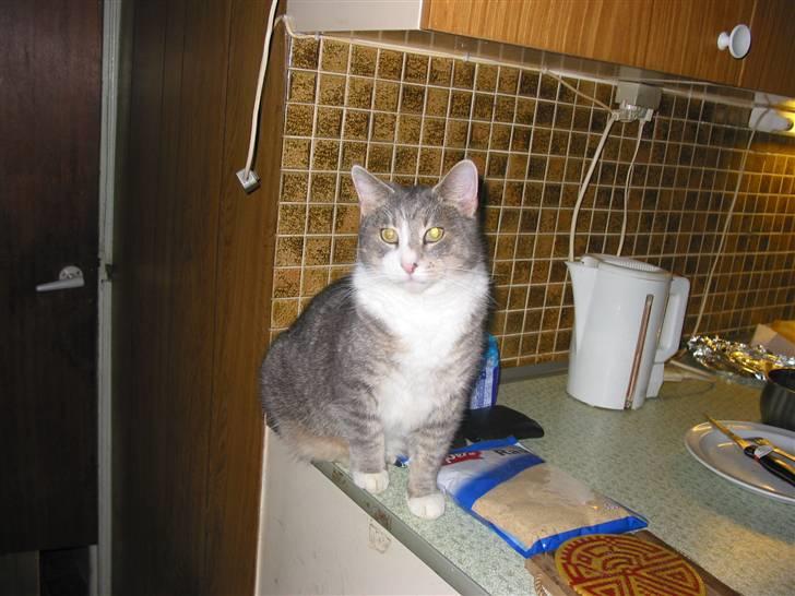 Blanding af racer oskar billede 1