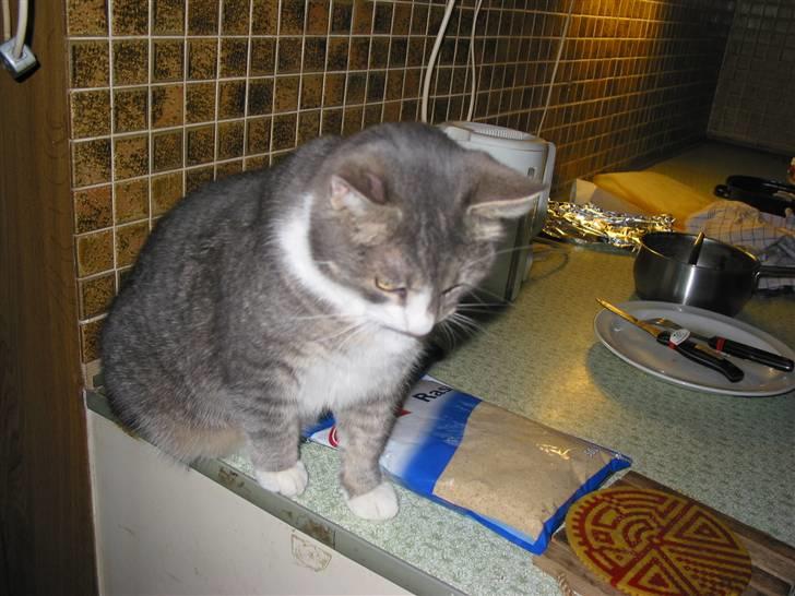 Blanding af racer oskar billede 2