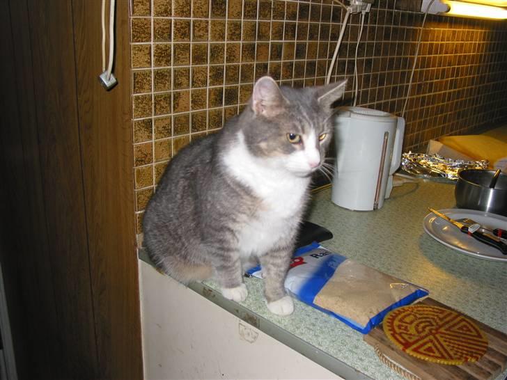 Blanding af racer oskar billede 3