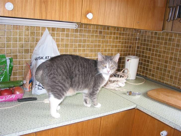 Blanding af racer oskar billede 4