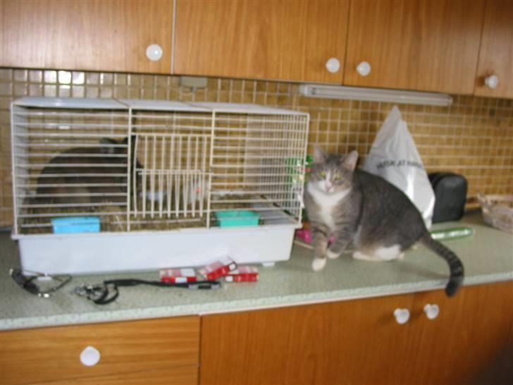 Blanding af racer oskar billede 5