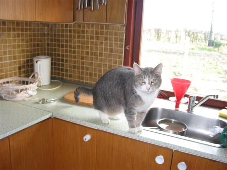 Blanding af racer oskar billede 6