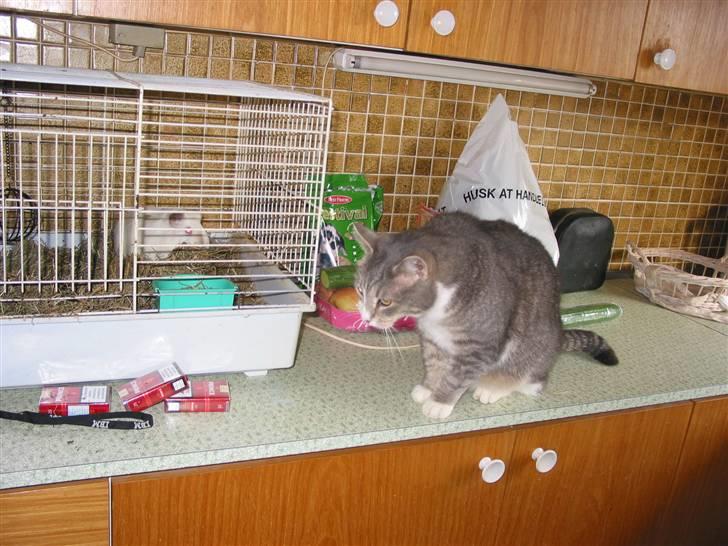 Blanding af racer oskar billede 7