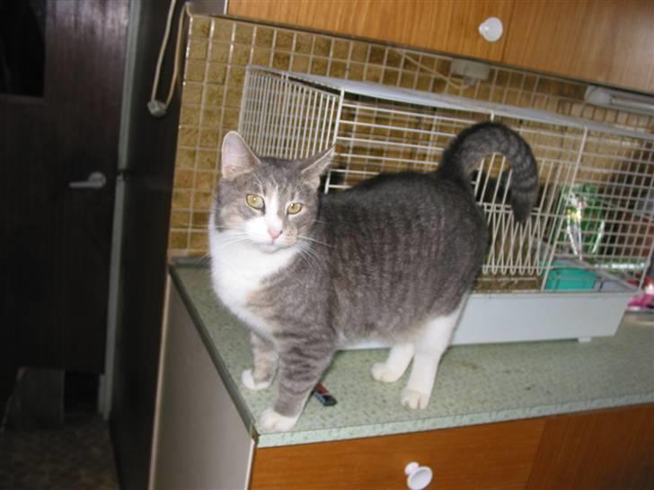 Blanding af racer oskar billede 8