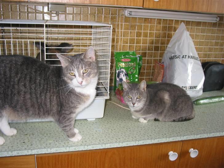 Blanding af racer oskar billede 9