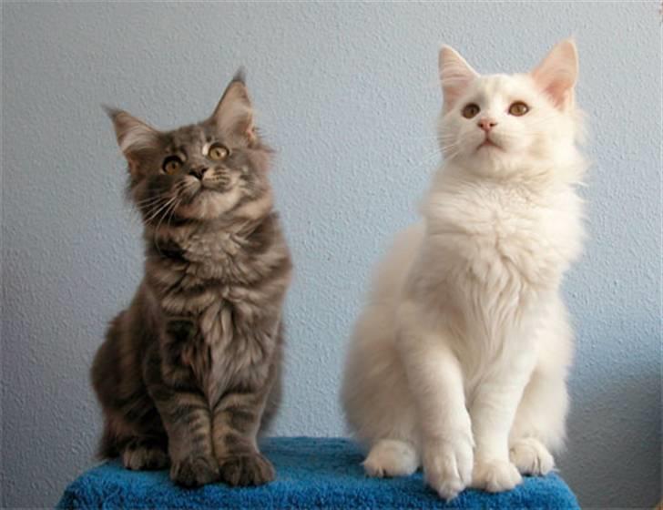 Maine Coon Guldfakse's Boppin' Out billede 1