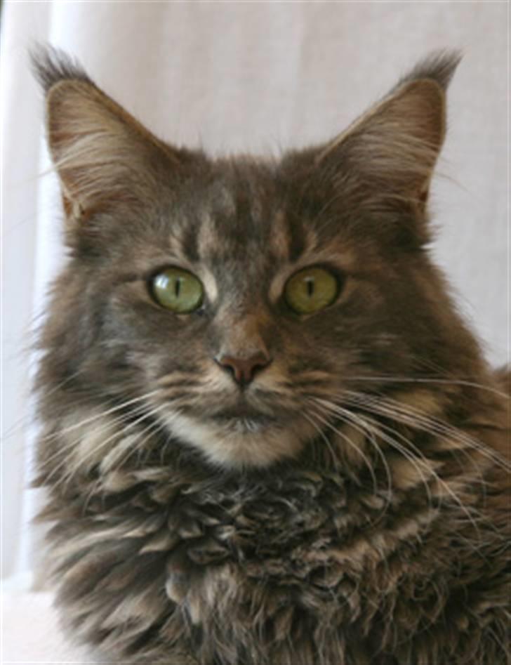 Maine Coon Guldfakse's Boppin' Out billede 2