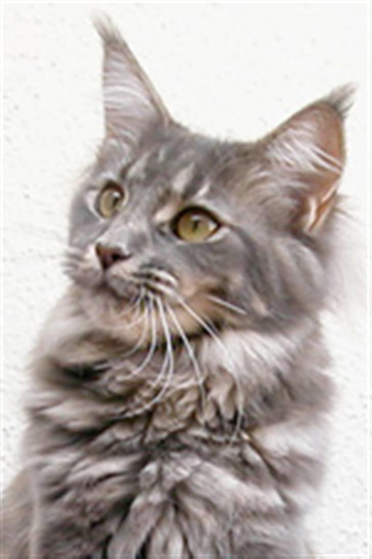 Maine Coon Guldfakse's Boppin' Out billede 3