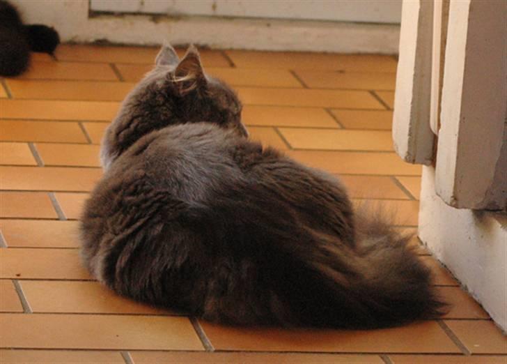 Maine Coon Guldfakse's Boppin' Out billede 4