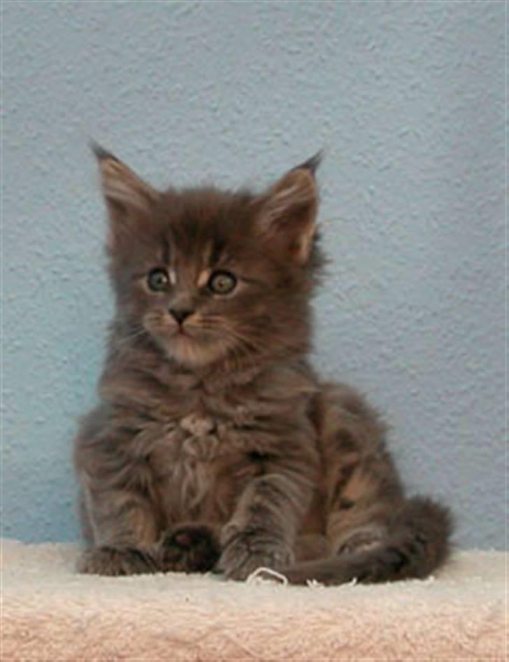 Maine Coon Guldfakse's Boppin' Out - 6 uger gammel og allerede med storhedsvanvid billede 5