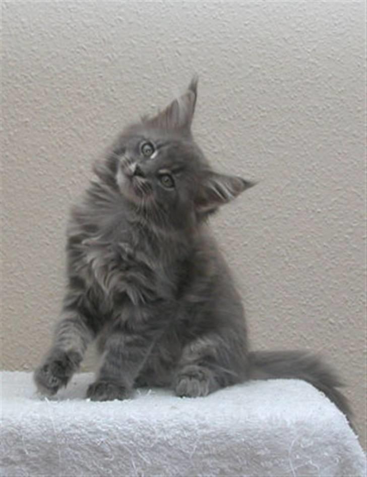 Maine Coon Guldfakse's Boppin' Out - Lille Bops, 9 uger gammel. billede 6