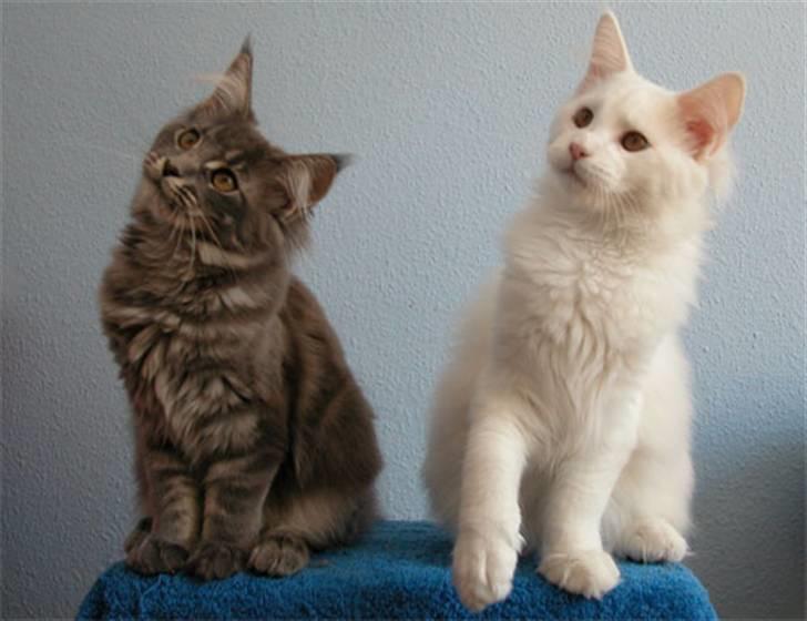 Maine Coon Guldfakse's Boppin' Out - Bops 4 måneder gammel, sammen med sin bror, Jazz. billede 7