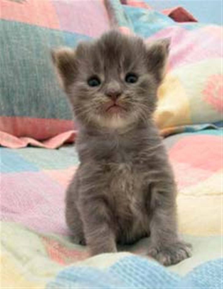 Maine Coon Guldfakse's Boppin' Out billede 8