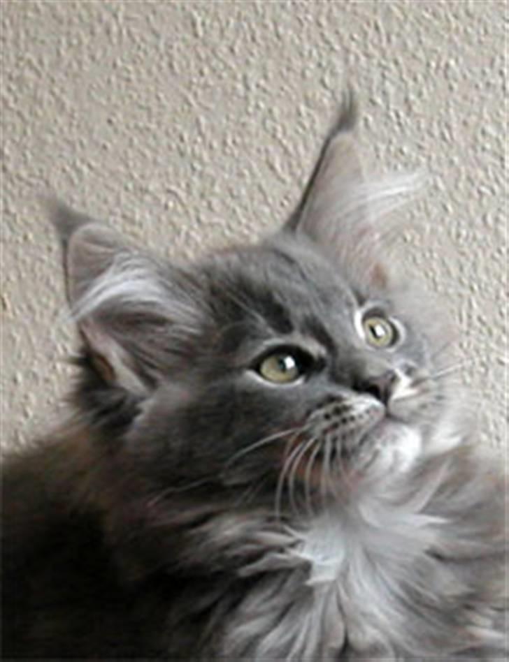 Maine Coon Guldfakse's Boppin' Out billede 9