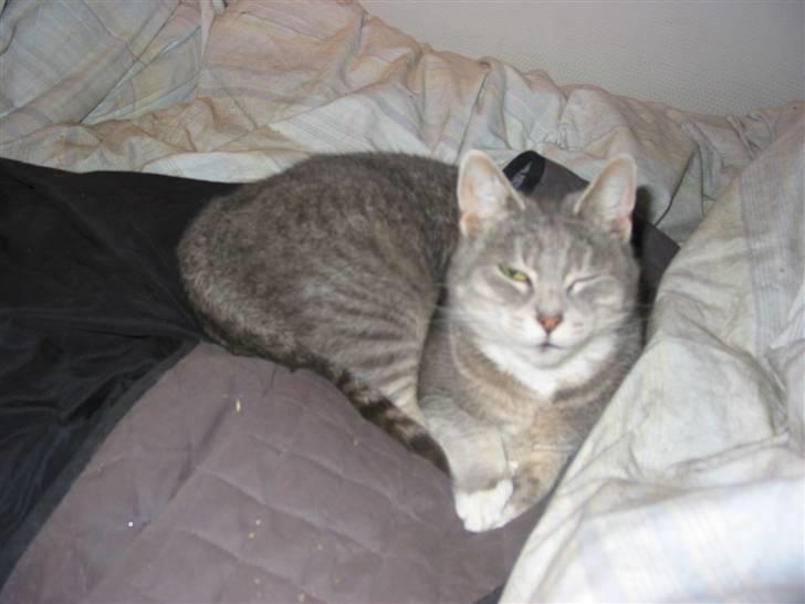 Blanding af racer olga billede 1