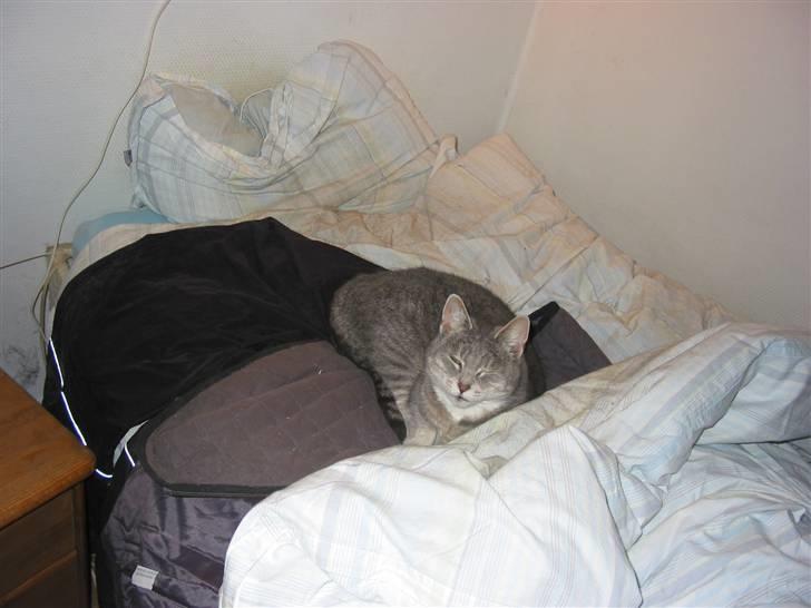 Blanding af racer olga billede 2