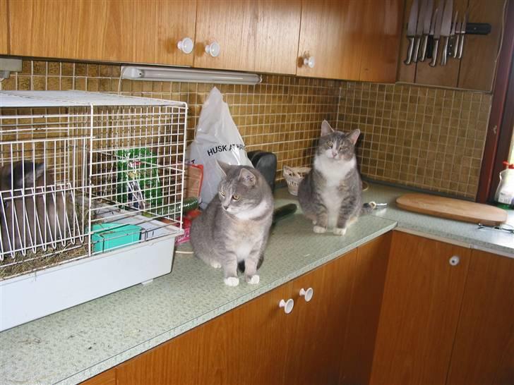 Blanding af racer olga billede 3