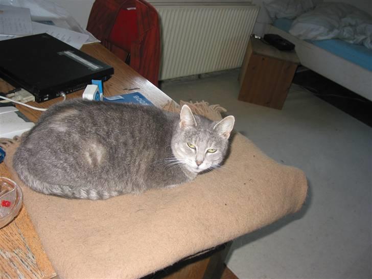 Blanding af racer olga billede 4