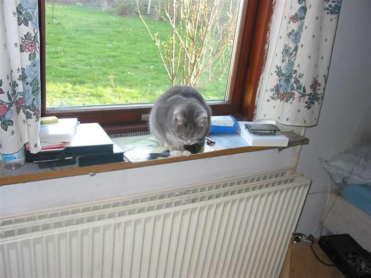 Blanding af racer olga billede 5