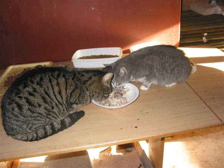 Blanding af racer olga billede 6