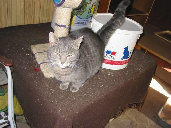 Blanding af racer olga billede 7