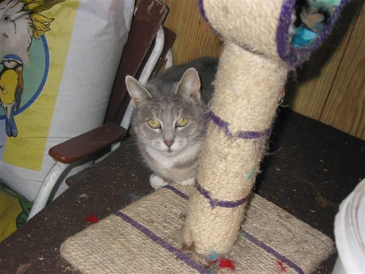 Blanding af racer olga billede 8