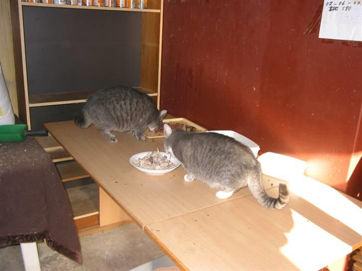 Blanding af racer olga billede 9