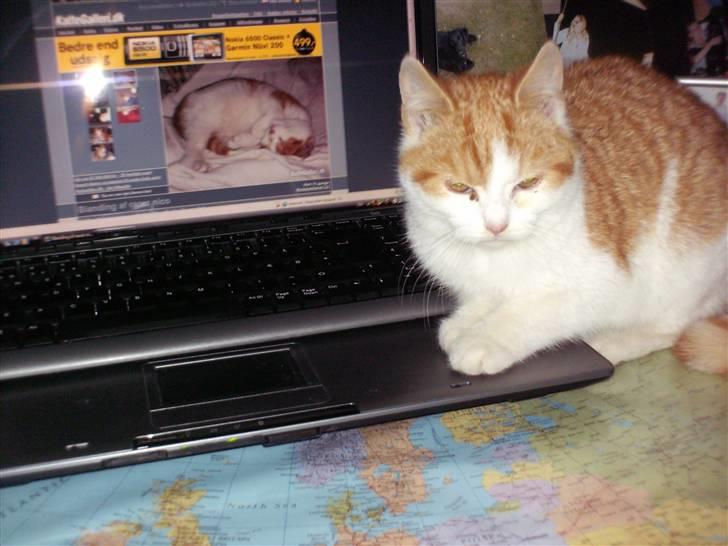 Blanding af racer nico billede 9