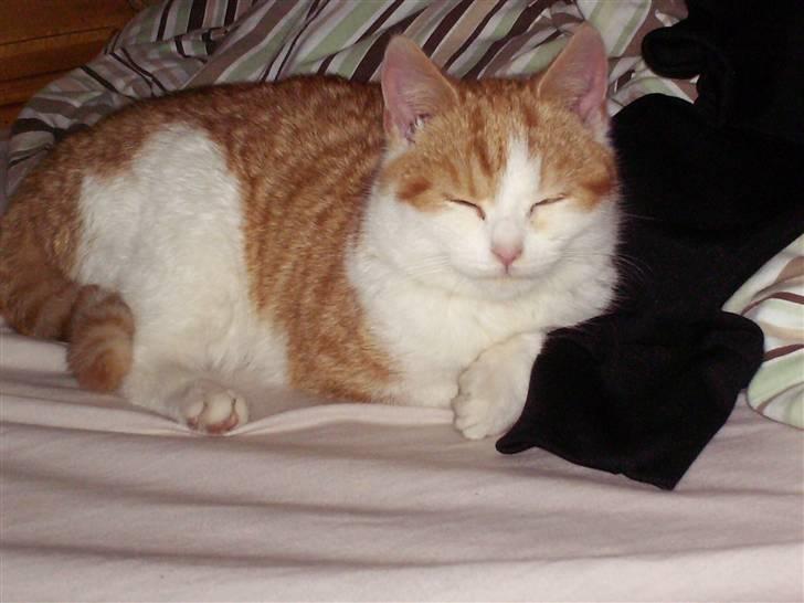 Blanding af racer nico billede 10