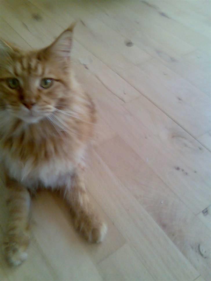 Maine Coon DK Brightcoons arcki billede 15