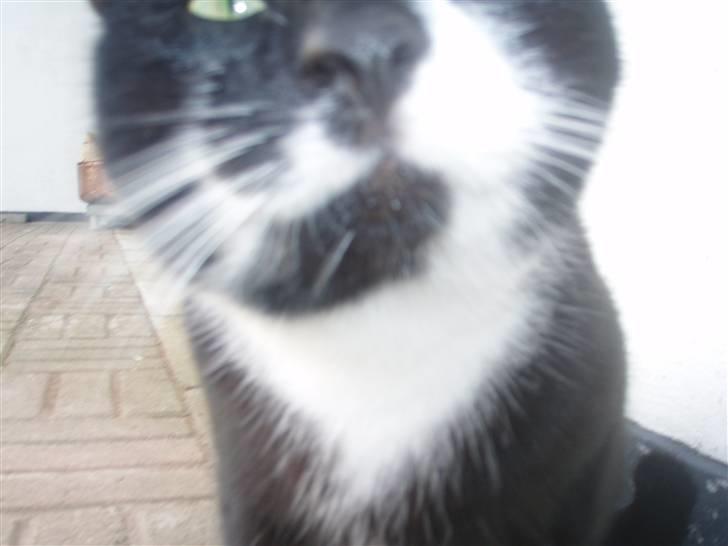 Blanding af racer Zule billede 1