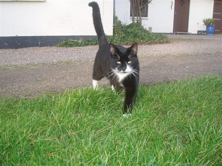 Blanding af racer Zule billede 3