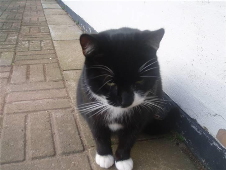 Blanding af racer Zule billede 4