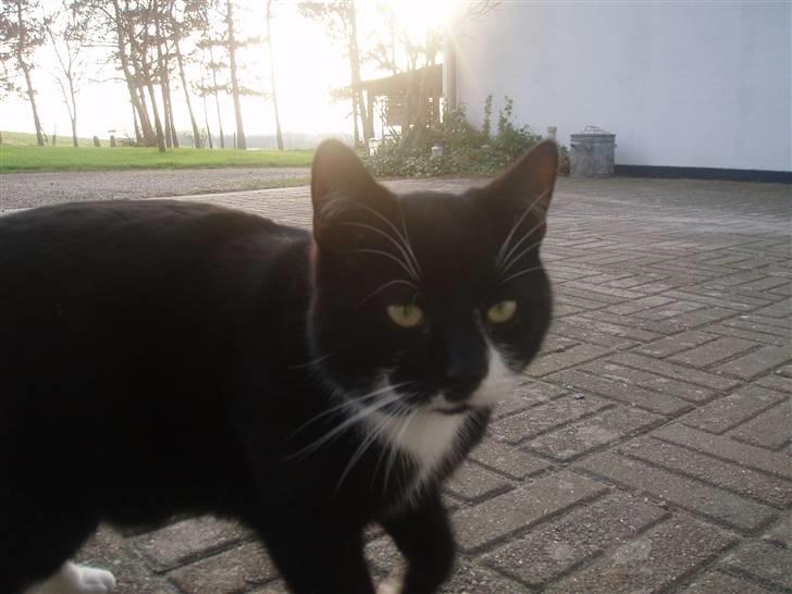 Blanding af racer Zule billede 6