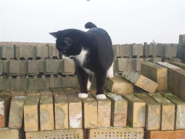 Blanding af racer Zule billede 7