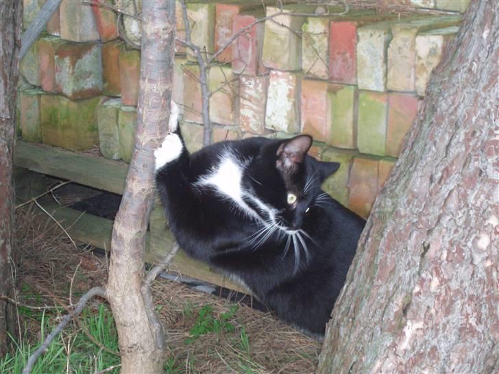 Blanding af racer Zule billede 8