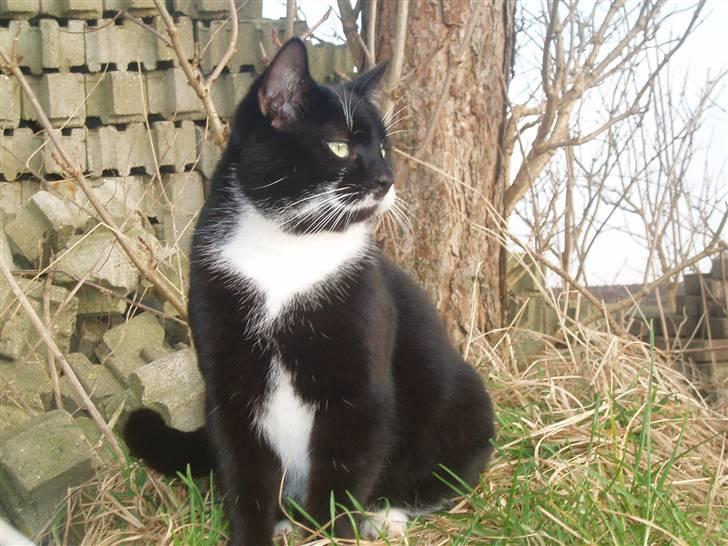 Blanding af racer Zule billede 11