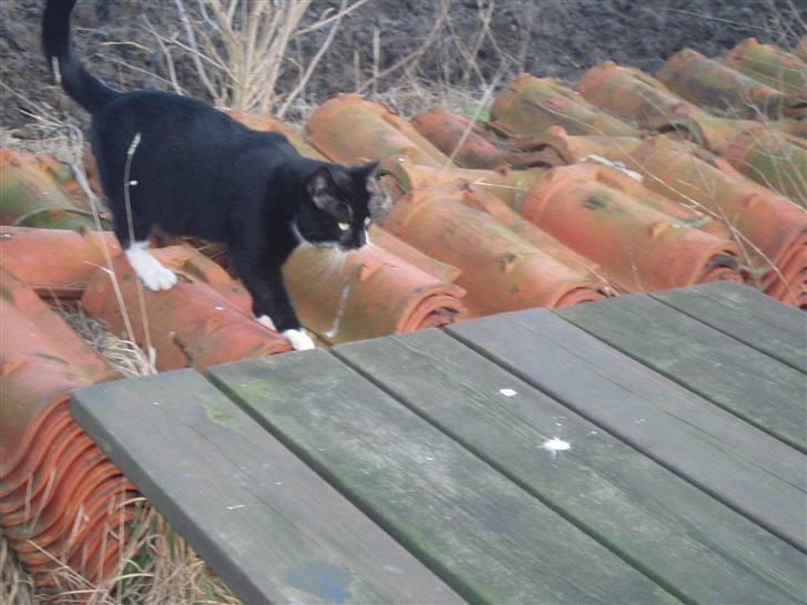 Blanding af racer Zule billede 12